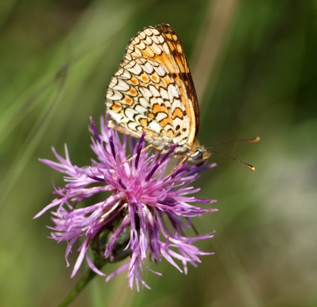 Nymphalidae